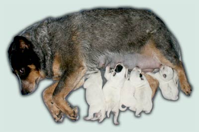 Puppies for adoption from TaliHO ACDs