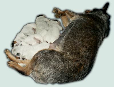 Puppies for adoption from TaliHO ACDs