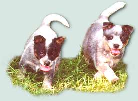 Puppies from TaliHO ACDs