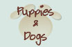 Puppies & Breeding