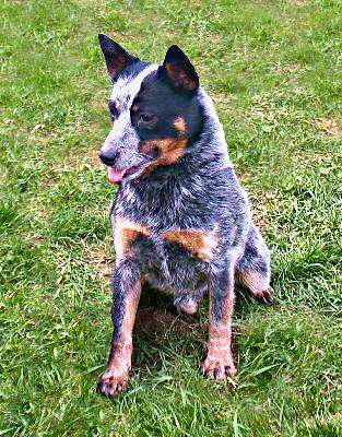 TaliHO ACDs Charlotte
