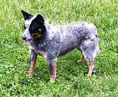TaliHO ACDs Charlotte
