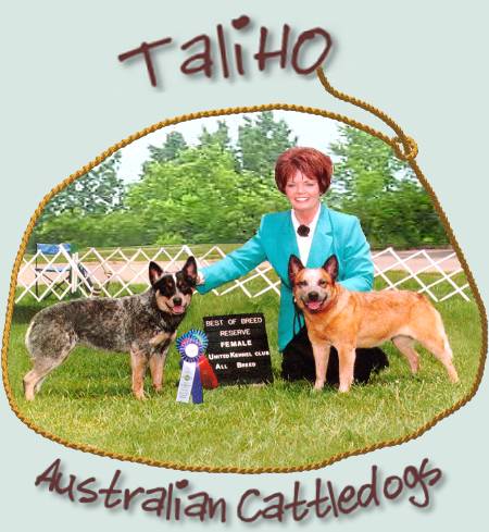 TaliHO Australian Cattledogs
