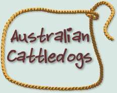 TaliHO Australian Cattle Dogs